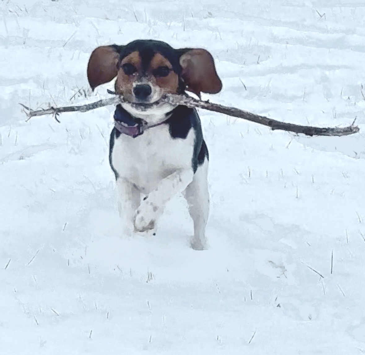 Rex